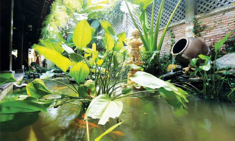 Kết hợp hồ cá nhỏ và cây thủy sinh