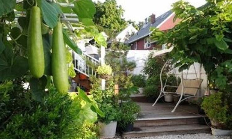 Vườn rau xanh mát sau nhà