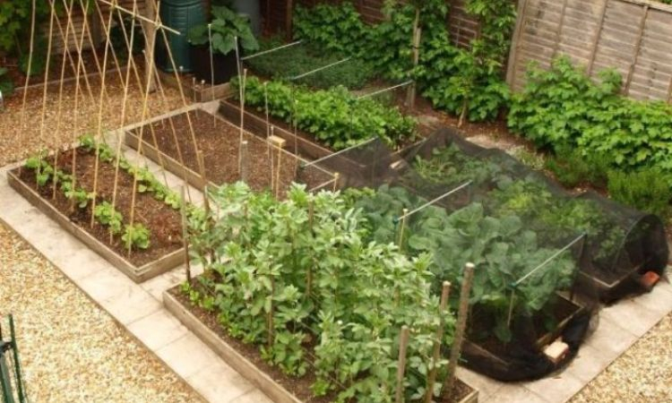 Sân vườn trồng rau sạch