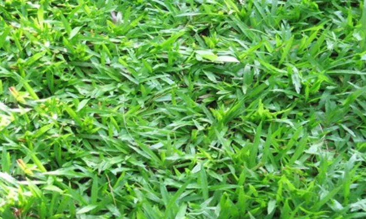 cỏ sân vườn