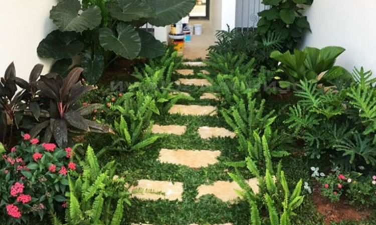 Chọn cây phù hợp, dễ chăm sóc